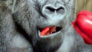 Gorilla Vibes | Pet Lovers | Animals |