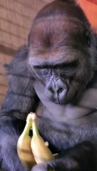 Gorilla Eating Banana | Pet Lovers | Animals Lovers |