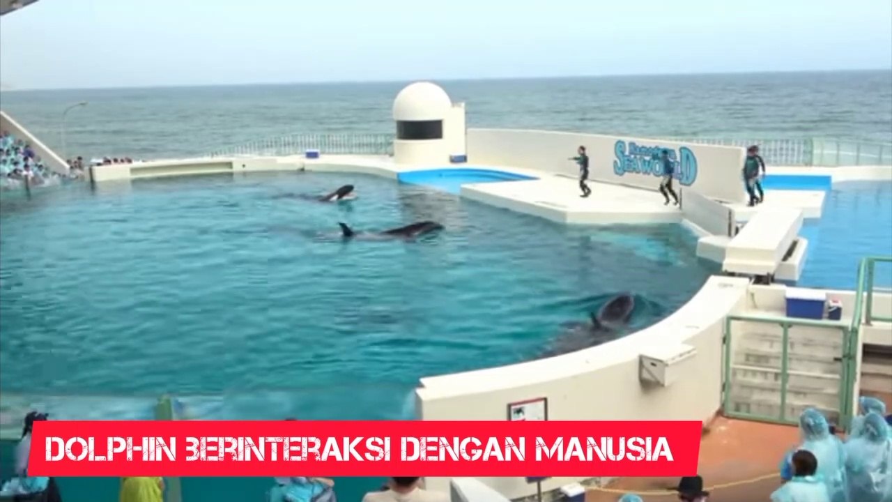Dolphin raksasa berinteraksi dengan manusia.
