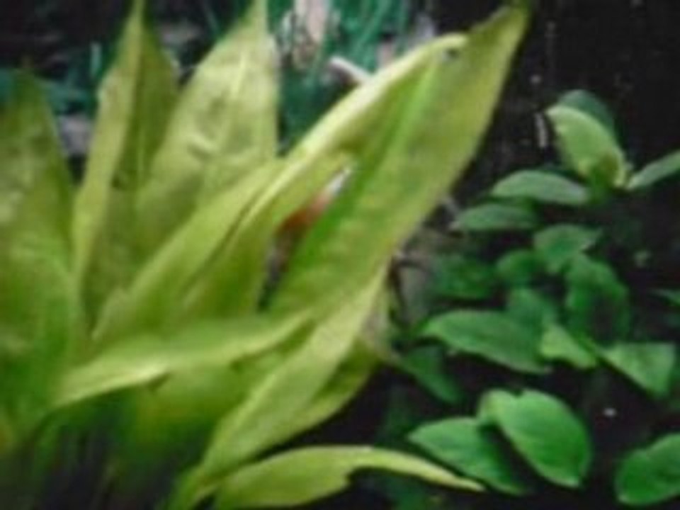 Mon aquarium