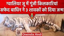 Gwalior Zoo में आए नए मेहमान, सफेद बाघिन मीरा ने 3 शावकों को दिया जन्म | वनइंडिया हिंदी #Shorts