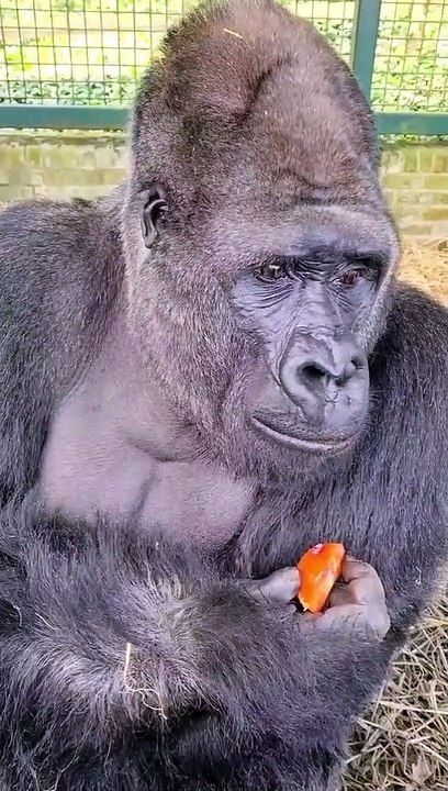 Gorilla Eating Tomato Vines| Gorilla Fun | ASMR | Kids Special |
