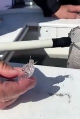 Transparent sea creature found by fishermen.