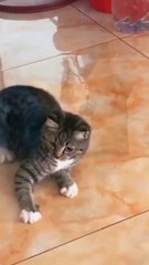 @ pets lover-Animal lover  Funniest Animals 2023  Funny Cats and Dogs  | Funny Animal Videos #12