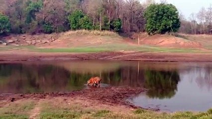 गर्मी से बचने तलाब में आया टाइगर