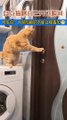 pets lover-Animal lover  Funniest Animals 2023  Funny Cats and Dogs  | Funny Animal Videos #15