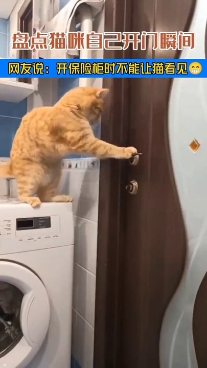 pets lover-Animal lover  Funniest Animals 2023  Funny Cats and Dogs  | Funny Animal Videos #15