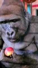 Gorilla Vibes | Eating Tiny  Apple | Made for Minds |Made for Kids |