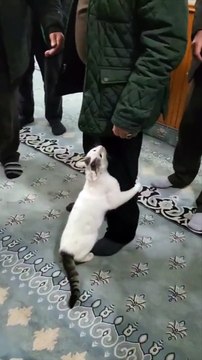 pets lover-Animal lover Funniest Animals 2023 Funny Cats and Dogs | Funny Animal Videos #18