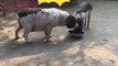 pets lover-Animal lover  Funniest Animals 2023  Funny Cats and Dogs  | Funny Animal Videos #19