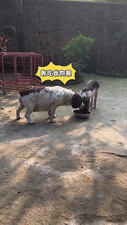 pets lover-Animal lover  Funniest Animals 2023  Funny Cats and Dogs  | Funny Animal Videos #19