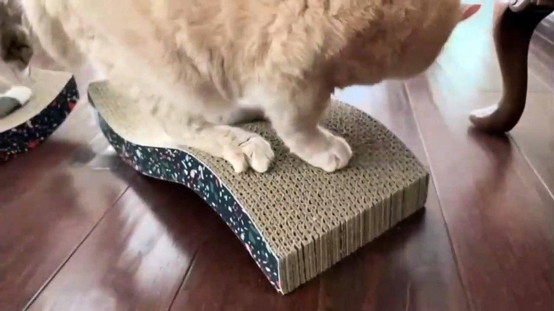 ⁣World best animals videos | beautiful pets video