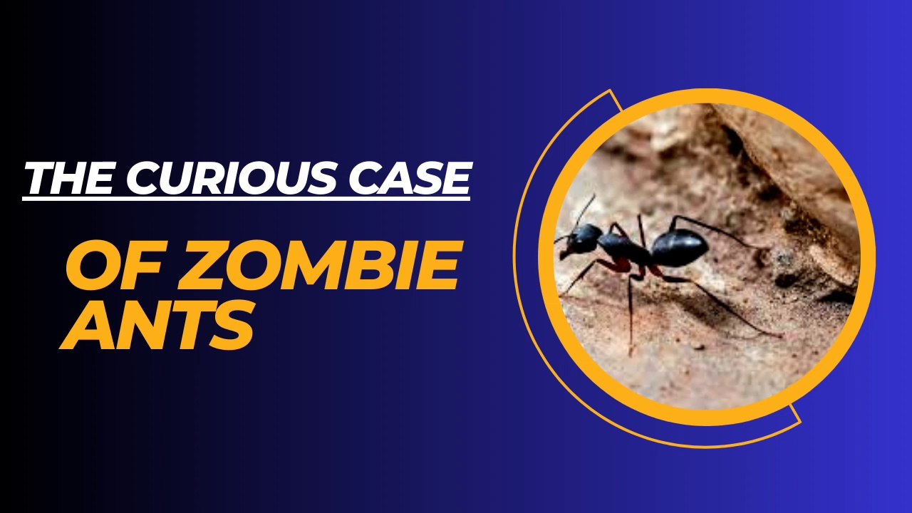 The Curious Case of Zombie Ants II The Zombie Ant video Dailymotion