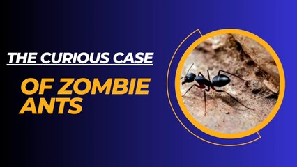 The Curious Case of Zombie Ants II The Zombie Ant
