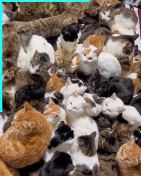 pets lover-Animal lover Funniest Animals 2023 Funny Cats and Dogs | Funny Animal Videos #22