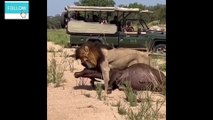 Lion hunting buffaloes and dragging from safari  | lion   |  Animals | wild | Wild animals | Nature