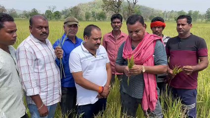 बारिश व ओलावृष्टि से फसलों को नुकसान, कीट प्रकोप बढ़ा