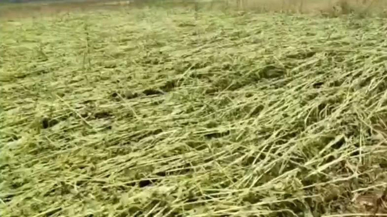 పెద్దపల్లి: భారీ వర్షం ఎఫెక్ట్.. 13,548 ఎకరాల్లో పంట నష్టం