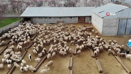 Kuzuların annelerine kavuşma anları böyle görüntülendi