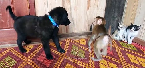 Amazing Cat Dog Fight | Just Funny| funny videos 2023 |