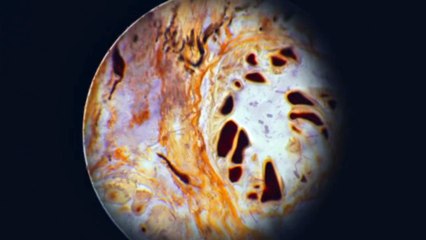 The Psychedelic Toad