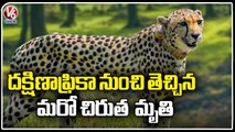 Male Cheetah Uday Pass Away  With Illness At Kuno National Park_ Madhya Pradesh _ V6