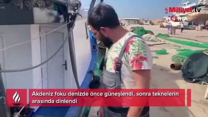 Akdeniz foku denizde önce güneşlendi, sonra teknelerin arasında dinlendi
