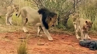 Lion VS Crocodile fighting  |  crocodile and lion fighting   |  Lion and crocodile fighting  | Animals |Wild animals  |Animal