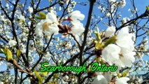 Cherry Blossoms video | Sakura | Cherry  Blossoms Trees | Cherry Blossoms in Toronto Canada