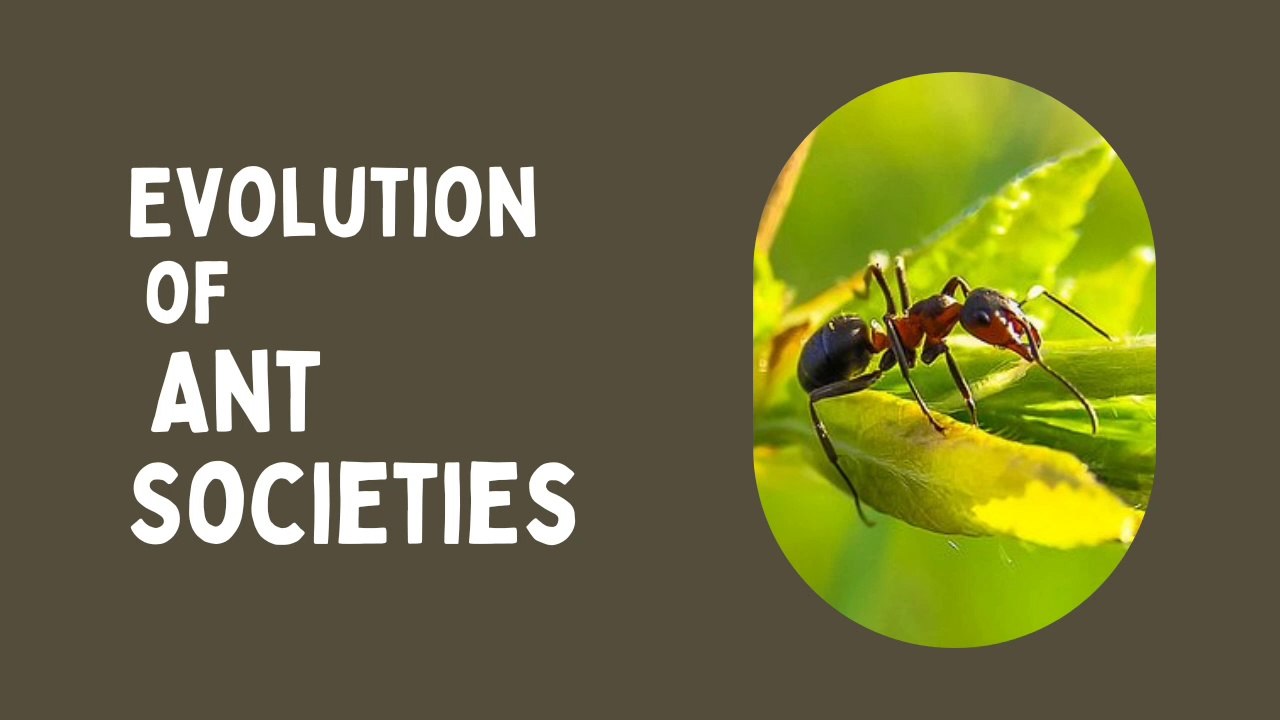The Evolution of Ant Societies - video Dailymotion