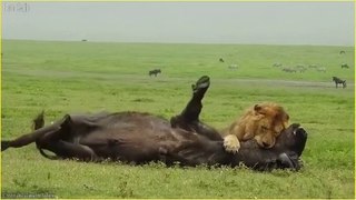 20 Amazing moments when male lion hunt as apex predator part - 2 | Wild animals | Lion | Animals | animal