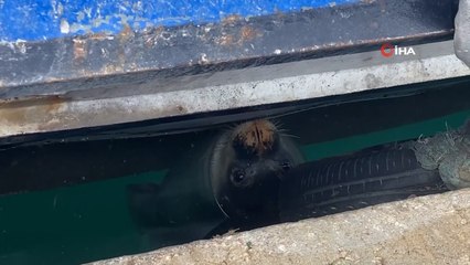 Akdeniz foku denizde önce güneşlendi, sonra teknelerin arasında dinlendi
