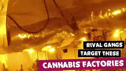 Video captures aftermath of violent clash between rival gangs over a cannabis factory in Luton