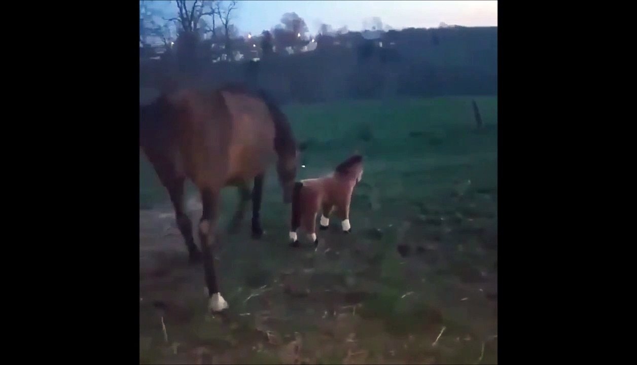 On ne la fait pas à ce cheval... Il n'aime pas trop les peluches
