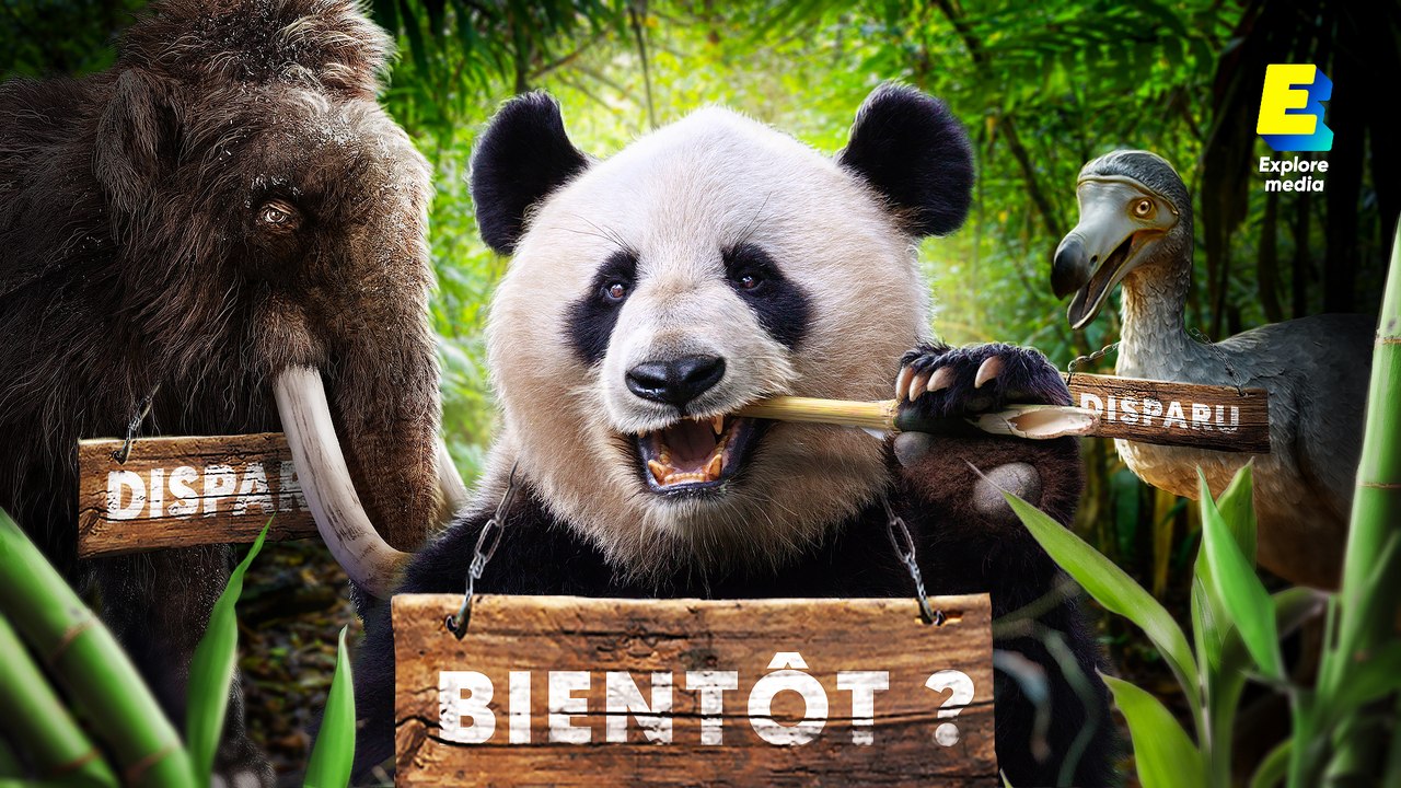 Faut-il laisser crever les pandas ?