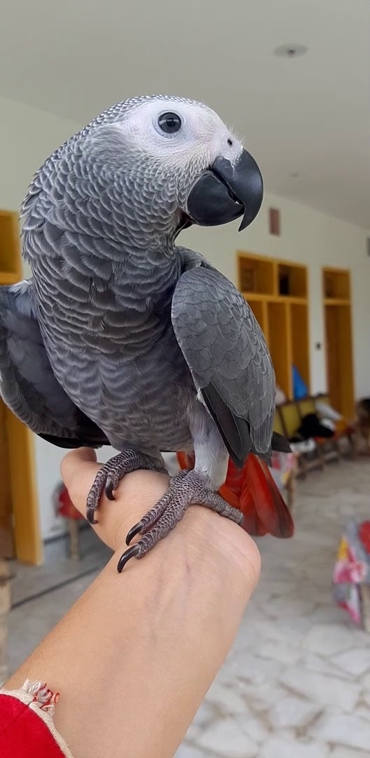 African Grey | African Grey Parrot