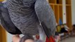 African Grey | African Grey Parrot