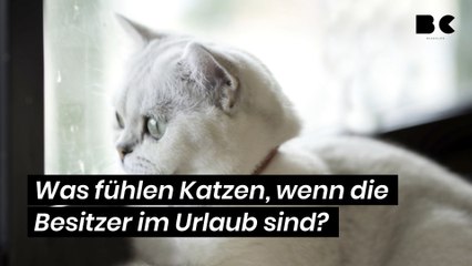 Was fühlen Katzen, wenn die Besitzer im Urlaub sind?