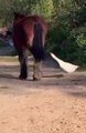 Poor duck got kicked off by Pony horse  |  Funny videos  |  Comedy and funny videos | Entertainment | Trending | Animals | Funny animals