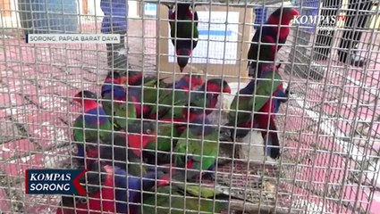 BBKSDA Papua Barat Ungkap Jalur Penyelundupan Satwa Endemik Papua