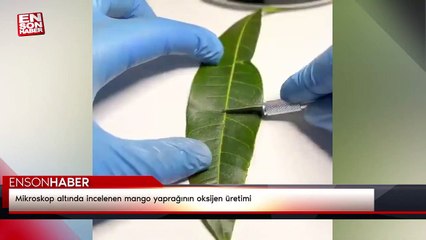 Mikroskop altında incelenen mango yaprağının oksijen üretimi