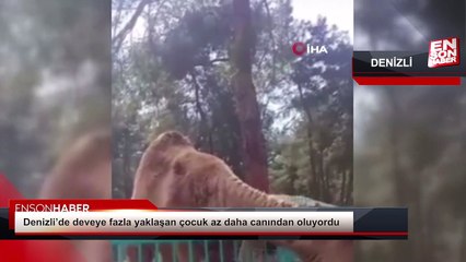 Denizli'de deveye yaklaşan çocuk canından oluyordu