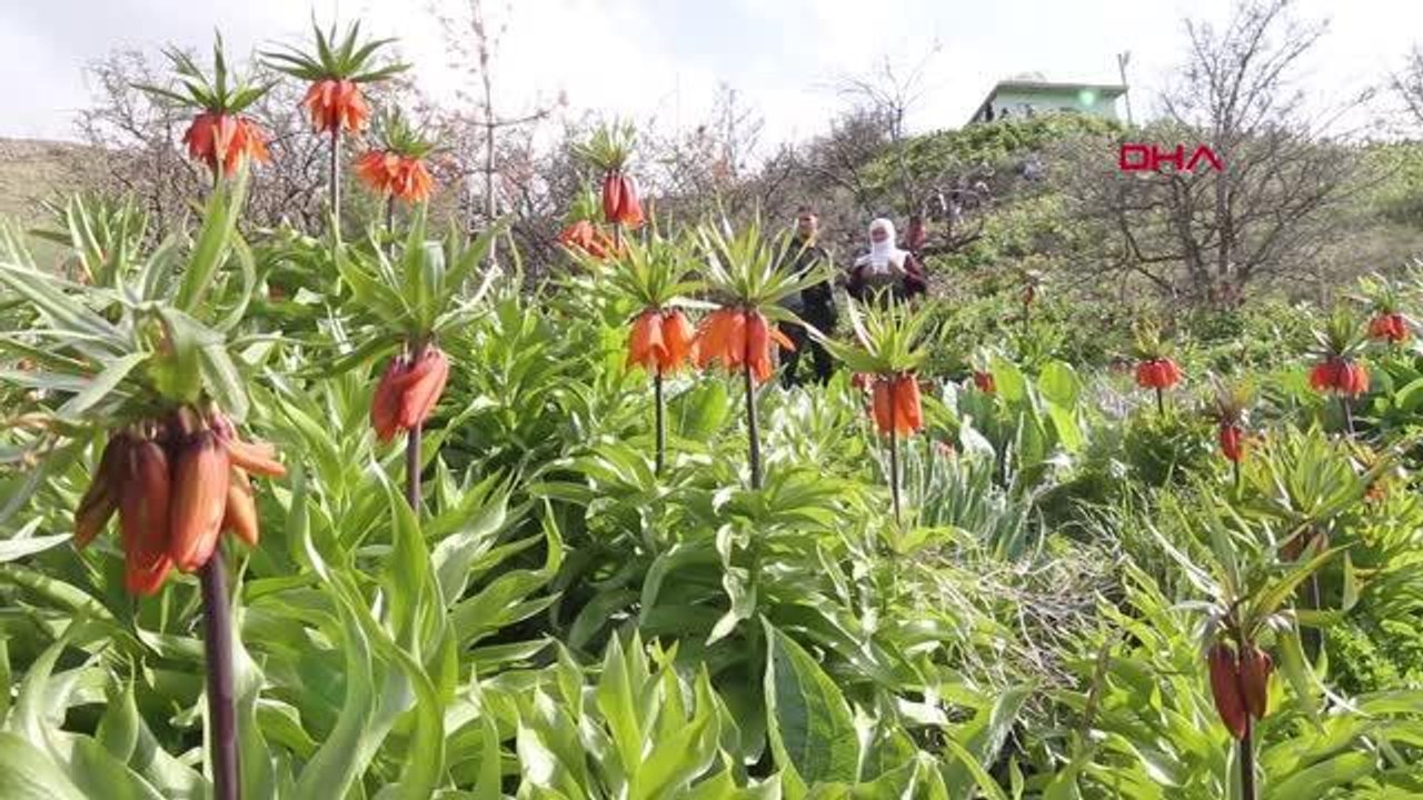 VAN'DA 'TERS LALELER' ÇİÇEK AÇTI