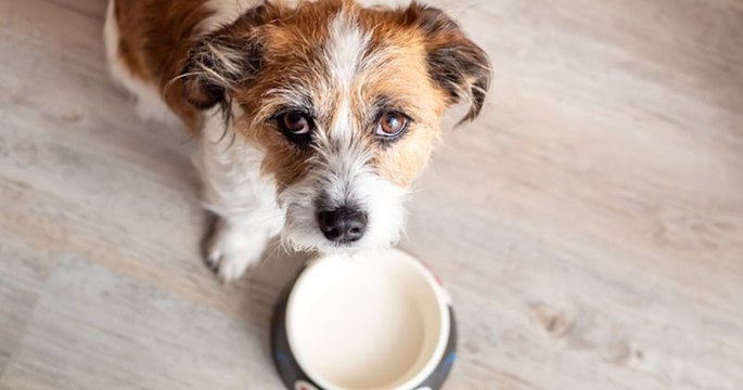 Un homme a laissé son chien mourir de faim près de Toulouse