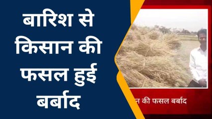 जालौन: आसमान से बरसी आफत की बरसात, गेहूं की फसल बर्बाद, अभी और होगी झमाझम बारिश