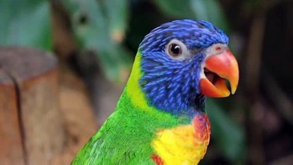 parrot-9219