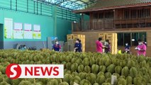 Thailand's durian export to China facilitated by China-Laos Railway