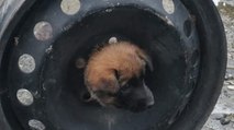Kafası otomobil jantına sıkışan köpeği ekipler kurtardı