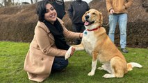 Refugee Who Fled Afghanistan Reunites With Dog In Canada After A Year Apart | Happily TV