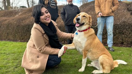Refugee Who Fled Afghanistan Reunites With Dog In Canada After A Year Apart | Happily TV